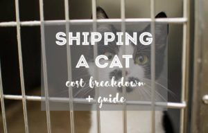 How to ship Cat Overseas