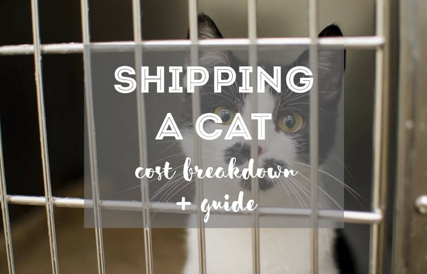 How to ship Cat Overseas